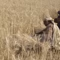 Nông dân Ấn Độ thu hoạch lúa mì tại Amritsar (Nguồn: AFP/TTXVN)