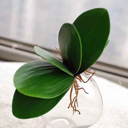 Mô tả ảnh.