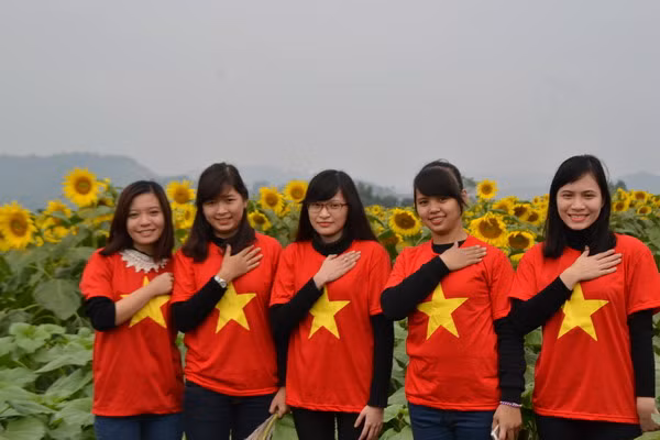 Say mê ngắm thảm hoa Mặt trời