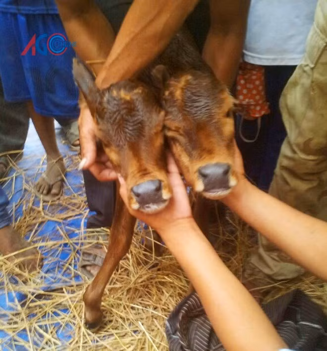 Chú bê có 2 đầu là hiện tượng đột biến gen hiếm thấy từ trong bụng mẹ. Ngoài việc sở hữu cái đầu thừa, từ lúc lọt lòng chú bê con rất khỏe.