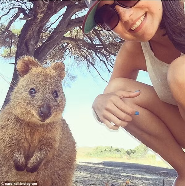 Đảo Rottest là nơi có nhiều chuột túi Quokka nhất.