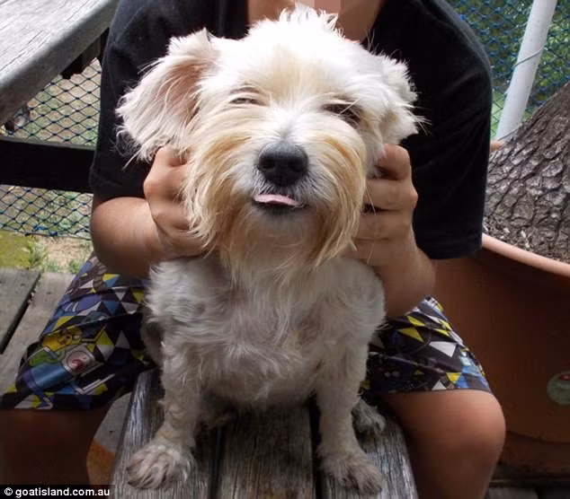 Chú chó Dumb Blonde