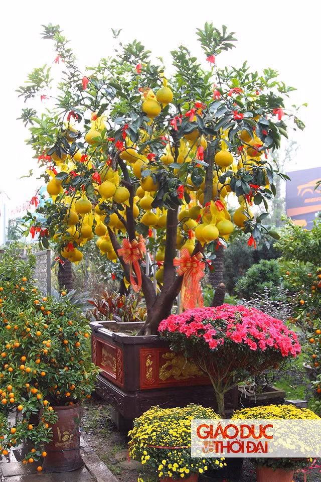 Những gốc bưởi lớn, cao hơn 2m, có giá lên đến hàng chục triệu đồng.