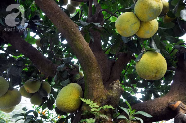 bưởi bonsai