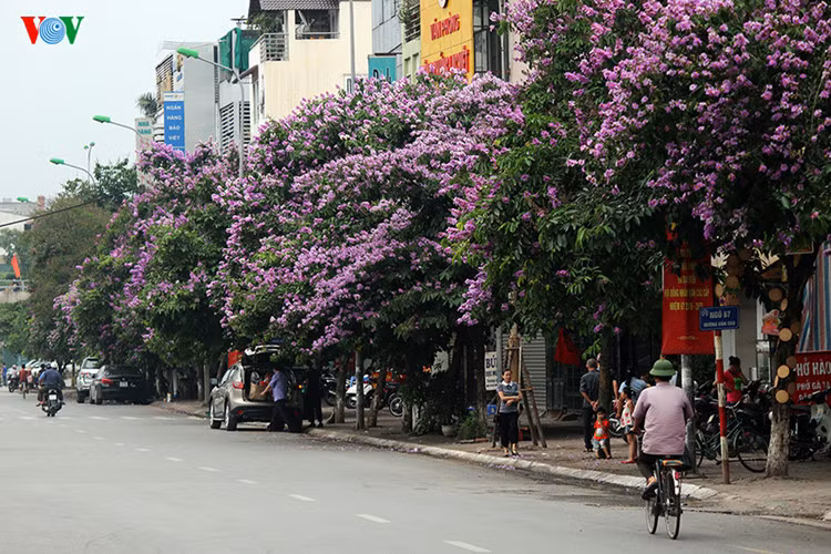 ha noi dep ngat ngay nhung sac hoa mua he hinh 8