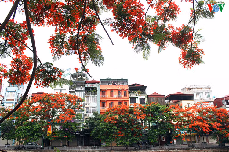 ha noi dep ngat ngay nhung sac hoa mua he hinh 2