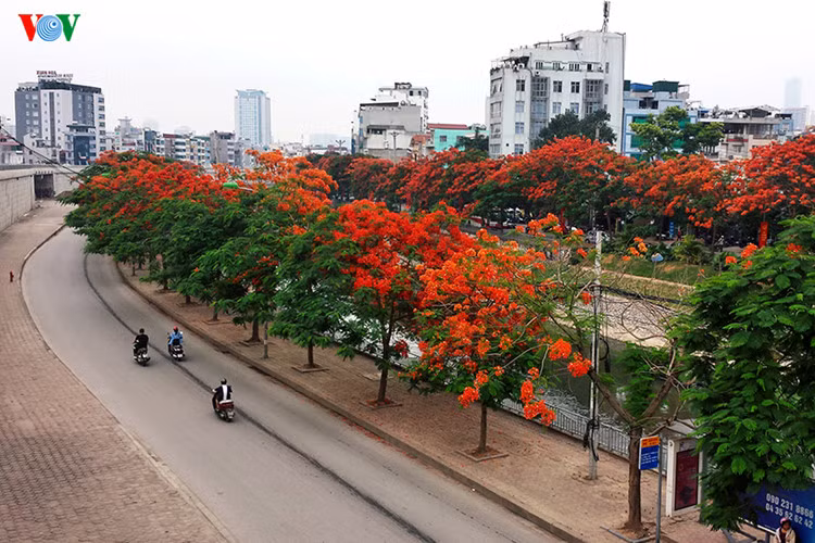 Hà Nội đẹp ngất ngây những sắc hoa mùa hè