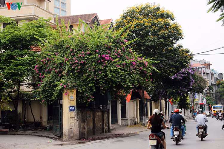 ha noi dep ngat ngay nhung sac hoa mua he hinh 14