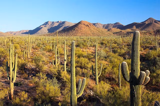 Sa mạc Sonoran: Sa mạc Sonoran trải dài trên một dải cây xương rồng ở tây nam Hoa Kỳ và bắc Mexico. Đây là một nơi cực kỳ đa dạng về mặt sinh học, thậm chí còn là nơi sinh sống của một quần thể báo đốm quý hiếm. Khu vực khá rộng lớn này là nơi có Phoenix – một thành phố quá nóng nên người dân chỉ cần ở trong nhà trong những tháng mùa hè. Vào tháng 7, nhiệt độ thường vượt 46 độ vào những ngày cao điểm.