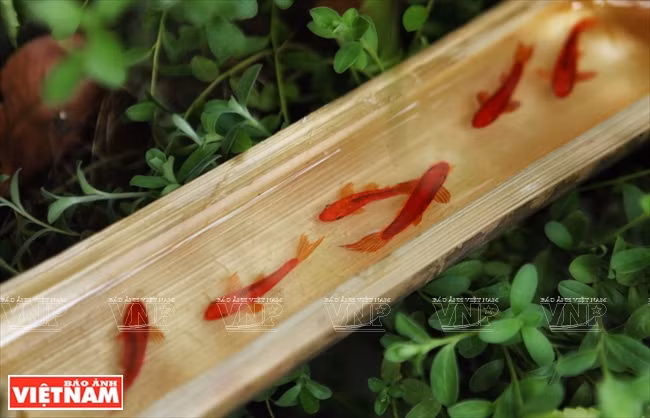 “Sốt sình sịch” với thú nuôi cá 3D không cần tốn thời gian chăm sóc