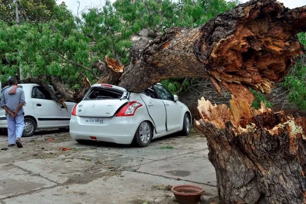 Bão bụi khiến nhiều cây bị đổ Bão bụi khiến nhiều cây bị đổ