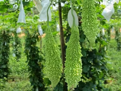 Hết viêm họng sau 15 phút với bài thuốc từ khổ qua - Ảnh 2