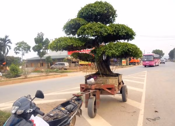 siêu cây cảnh, bán rong, Nam định, Sơn Tây, giá trị, cây cảnh, siêu-cây-cảnh, bán-rong siêu cây cảnh, bán rong, Nam định, Sơn Tây, giá trị, cây cảnh, siêu-cây-cảnh, bán-rong