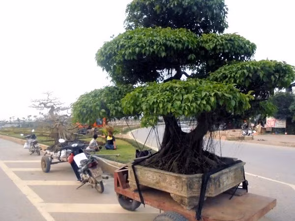 siêu cây cảnh, bán rong, Nam định, Sơn Tây, giá trị, cây cảnh, siêu-cây-cảnh, bán-rong siêu cây cảnh, bán rong, Nam định, Sơn Tây, giá trị, cây cảnh, siêu-cây-cảnh, bán-rong
