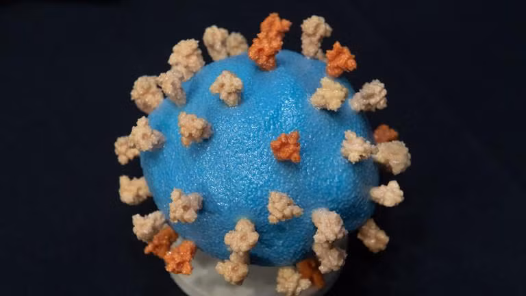 Virus SARS-CoV-2.