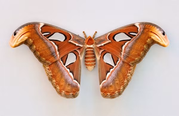 Most of the time, it’s the caterpillar of a moth species that looks the strangest, while the moth itself is drab and uninteresting. Apparently, the Atlas moth didn’t get the memo. With a 10 inch (25 cm) wingspan, Atlas moths are believed to be the largest moth species on the planet. They also have a very unique trait—the front tips of their wings almost perfectly resemble a snake head poised to strike.Nicknamed the Cobra moth for obvious reasons, Atlas moths are found in Southeast Asia, where they’re farmed for their silk.