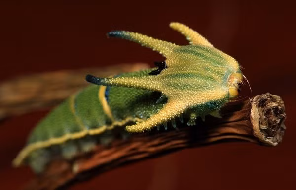 Take a trip to the east coast of Australia around March or April and you might run into one of these strange creatures. The caterpillar of the Tailed Emperor butterfly looks pretty normal—from the neck down. Its head, though, definitely secures it a spot on this list.From a broad, armor-plated forehead extend four bizarre horns that would be more at home on a dinosaur than anything from this millenium. The butterflies lay their eggs in groups, usually on Illawarra Flame trees, and the alien caterpillars emerge sometime around late March.