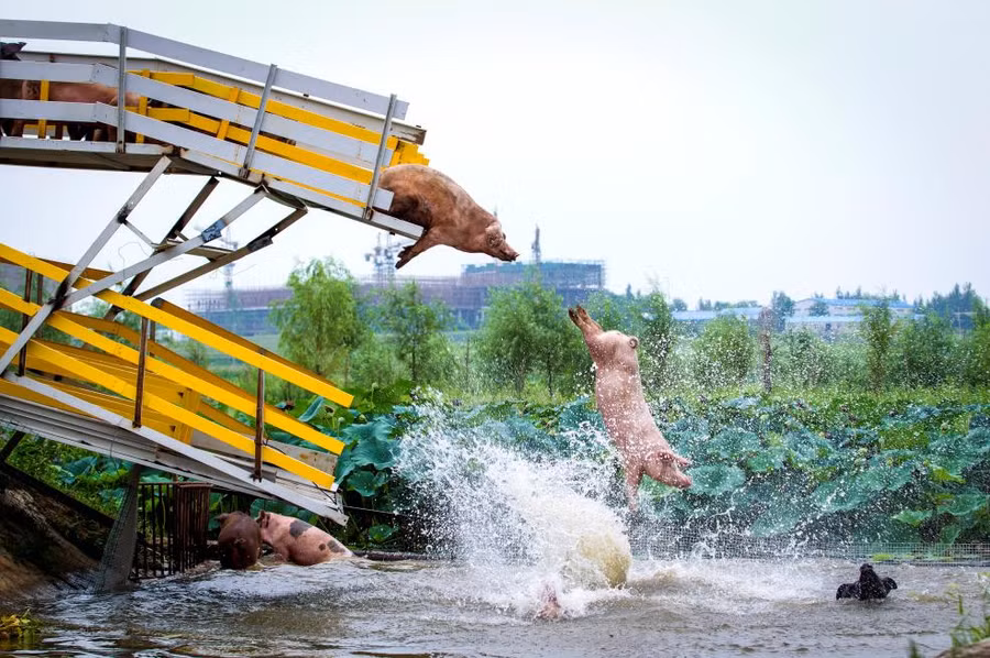 Những chú lợn trong một buổi tập thể dục hàng ngày tại một trại lợn ở Shenyang, tỉnh Liêu Ninh, Trung Quốc