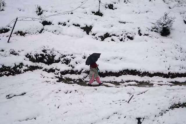 Một người phụ nữ đi qua cánh đồng phủ đầy tuyết trắng ở Dharmsala, Ấn Độ.