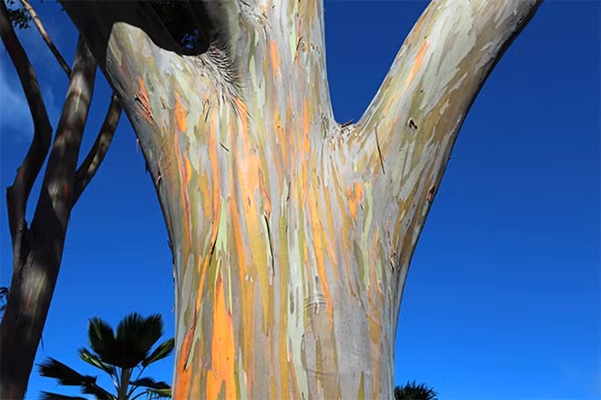 Cây bảy sắc cầu vồng: Loài cây cầu vồng Eucalyptus có phần thân cây rực rỡ nhiều màu sắc, được tìm thấy ở Đông Nam Á , đặc biệt là Indonesia, Indonesia, Papua New Guinea và Philippines. 