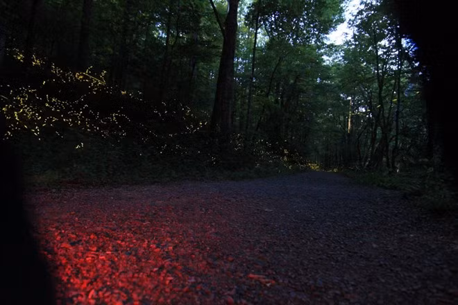 Vào mỗi mùa hè, một loài đom đóm đặc biệt kéo đến công viên quốc gia Great Smoky Mountains, Tennessee để tìm bạn tình, tạo thành một cảnh tượng lung linh về đêm kéo dài suốt 2 tuần lễ.