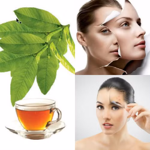 Mẹo hay: Tuyệt chiêu làm đẹp từ cây cỏ ảnh 3 Mẹo hay: Tuyệt chiêu làm đẹp từ cây cỏ - 4