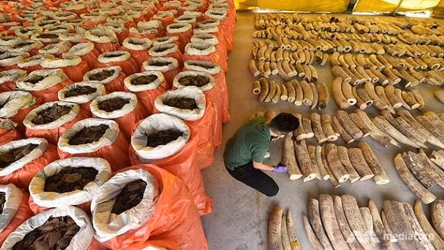 Nhà chức trách Singapore đã thu giữ 11,9 tấn vảy tê tê và 8,8 tấn ngà voi 