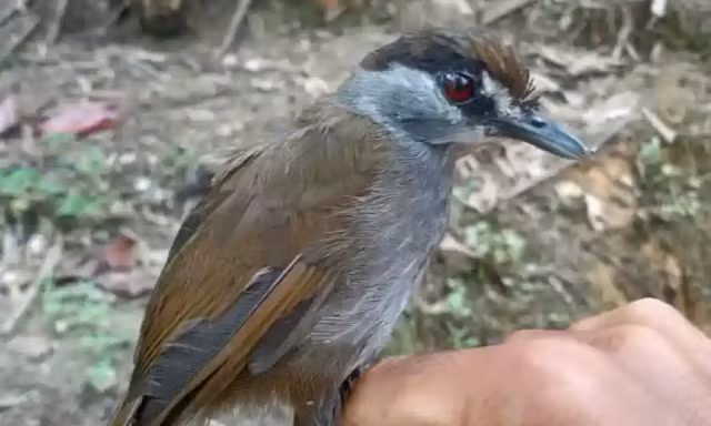 Chim khướu lông nâu đen.