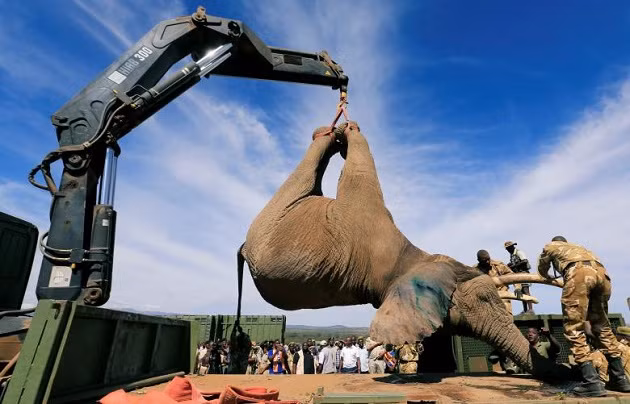Một chú voi đã bị tiêm thuốc mê đang được chuyển địa điểm ở Kenya Một chú voi đã bị tiêm thuốc mê đang được chuyển địa điểm ở Kenya