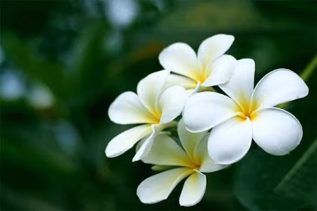 Muon van tac dung chua benh cua cac loai hoa, khong biet that la uong phi - Anh 2