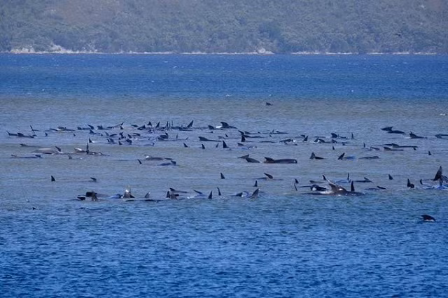 Hàng trăm cá voi mắc kẹt ở Tasmania