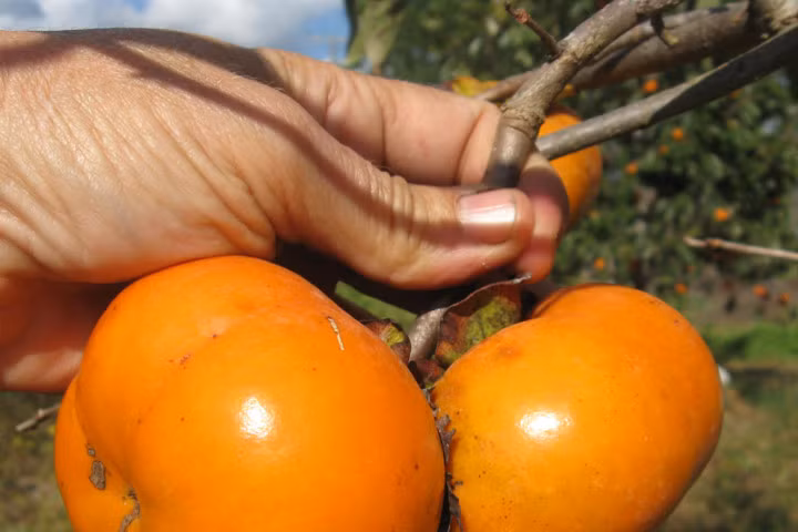 Kỹ thuật trồng cây hồng không hạt cho quả sai trĩu cành