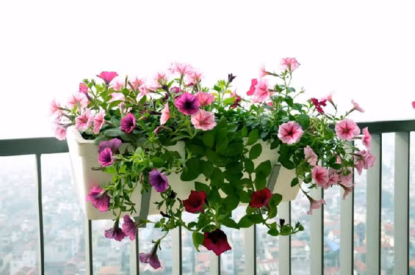 10 lọai hoa tuyệt đẹp cho nhà chung cư