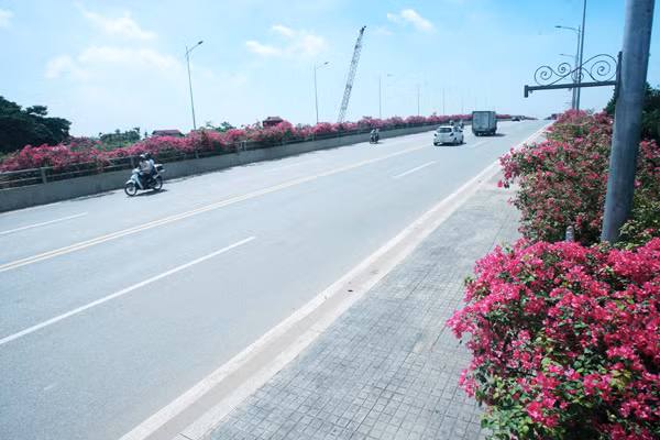 Giới trẻ mê mẩn chụp ảnh cùng hoa giấy đẹp rực rỡ ảnh 1 Giới trẻ mê mẩn chụp ảnh cùng hoa giấy đẹp rực rỡ ảnh 1