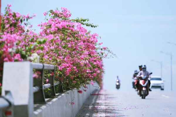 Giới trẻ mê mẩn chụp ảnh cùng hoa giấy đẹp rực rỡ ảnh 2 Giới trẻ mê mẩn chụp ảnh cùng hoa giấy đẹp rực rỡ ảnh 2