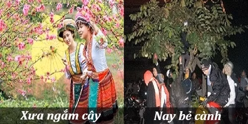 Xưa ngắm cây. Nay bẻ cành. Khác biệt giữa Tết xưa và Tết nay qua bộ ảnh chế hài hước