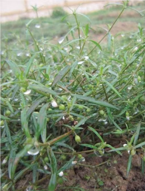 Cây lưỡi rắn hoa trắng - Thanh nhiệt, giải độc
