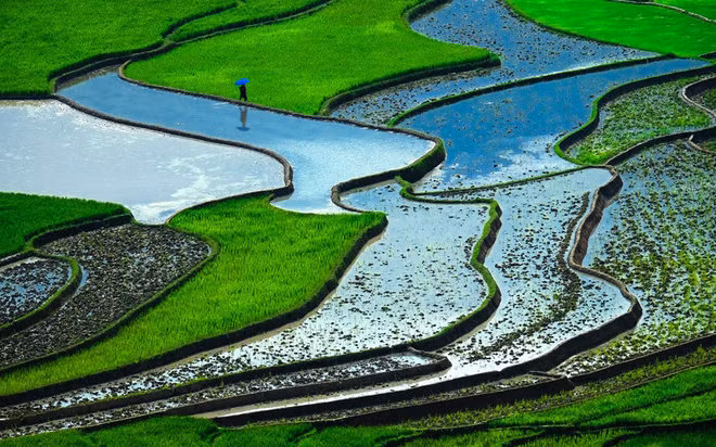 Ruộng bậc thang Việt Nam vào top 10 cảnh đẹp thế giới