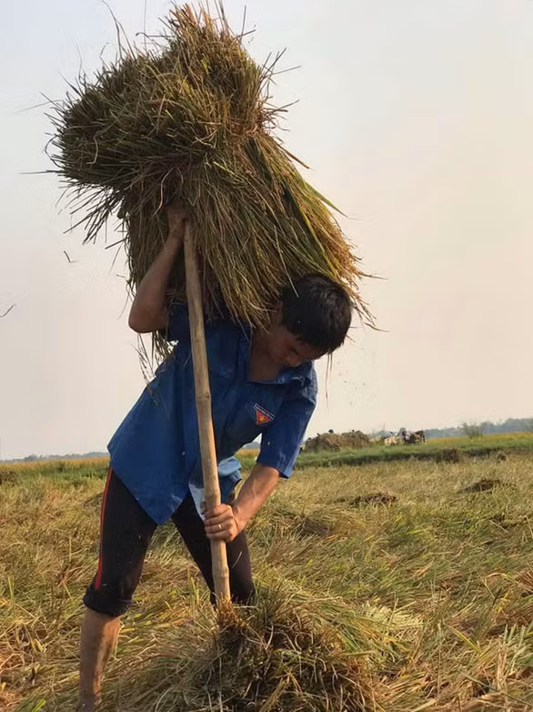 Thầy Nam giúp học trò gặt lúa.