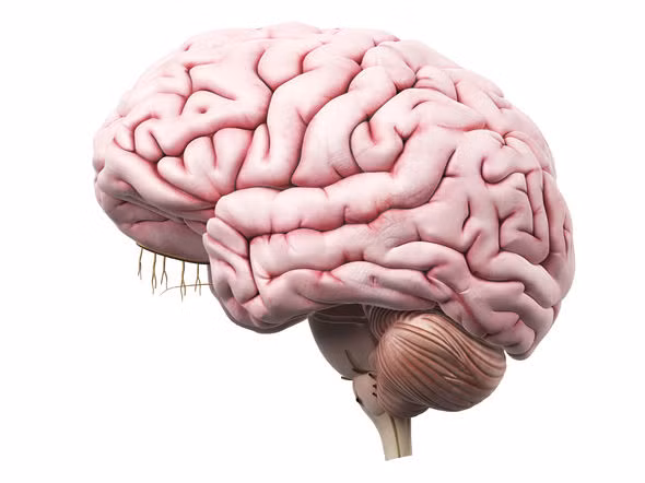  Hình ảnh não bộ ở người. 