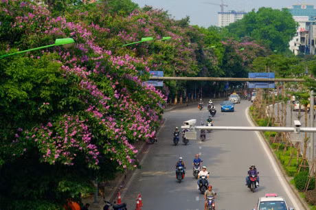 Mua hoa tim tren khap pho phuong Ha Noi - Anh 1
