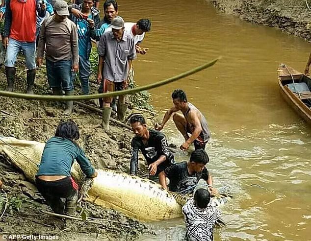 Những vụ xung đột giữa con người và động vật rất phổ biến ở Indonesia