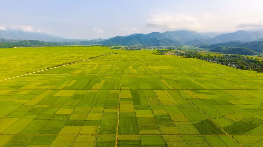 Cánh đồng Mường Thanh "thẳng cánh cò bay" - nơi làm ra hạt gạo Điện Biên "nức tiếng".