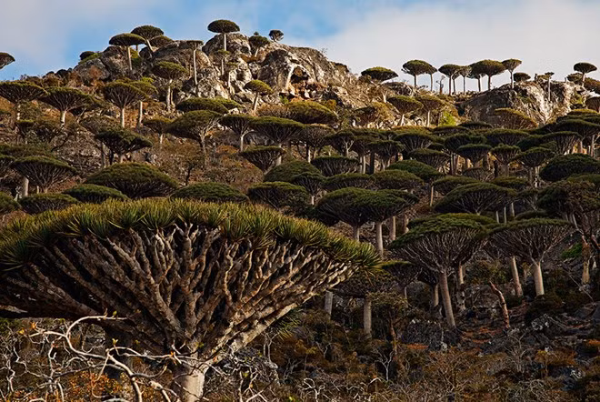 Quần đảo Socotra