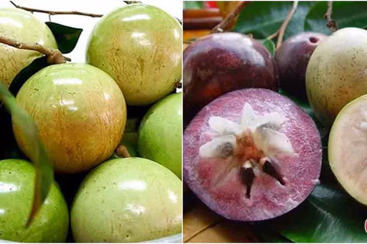 Đang mùa vú sữa, không mua nhanh cho con là lỡ mất 5 công dụng "thần thánh" này