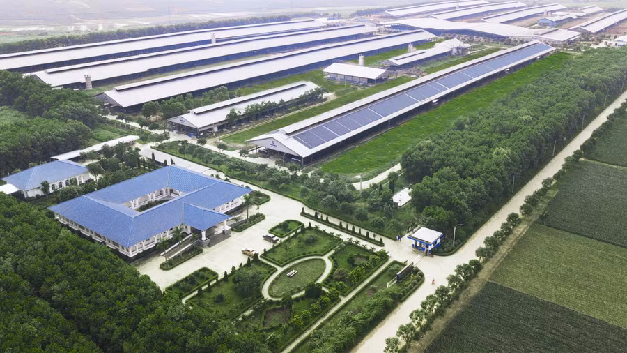Vinamilk Green Farm Thống Nhất Thanh Hóa Hệ thống pin năng lượng mặt trời đã được lắp đặt trên toàn hệ thống trang trại của Vinamilk.