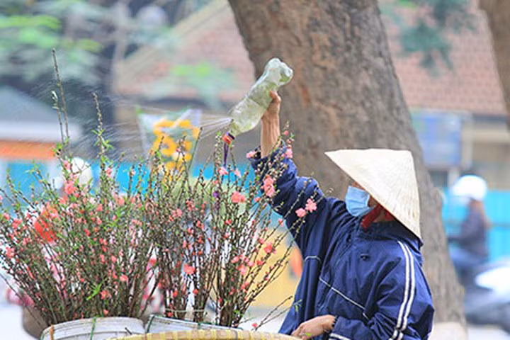 Rằm tháng Giêng: Đào Nhật Tân cuối mùa xuống phố