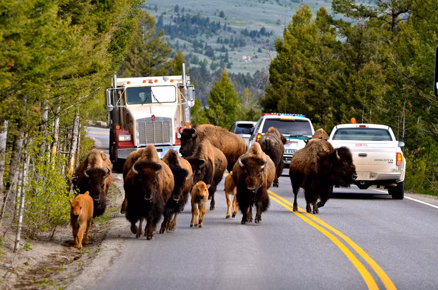 Xe cộ phải chia sẻ đường đi với động vật: Ngoài mạch nước, Yellowstone còn nổi tiếng với bò rừng bison. Đây là nơi duy nhất trên đất Mỹ mà loài bò này tồn tại được từ thời tiền sử cho đến nay. Khái niệm giờ cao điểm ở đây cũng khác thường với nguyên nhân là những chú bò này - phương tiện cơ giới phải chờ cho chúng băng qua đường mới tiếp tục được di chuyển. Xe cộ phải chia sẻ đường đi với động vật: Ngoài mạch nước, Yellowstone còn nổi tiếng với bò rừng bison. Đây là nơi duy nhất trên đất Mỹ mà loài bò này tồn tại được từ thời tiền sử cho đến nay. Khái niệm giờ cao điểm ở đây cũng khác thường với nguyên nhân là những chú bò này - phương tiện cơ giới phải chờ cho chúng băng qua đường mới tiếp tục được di chuyển.
