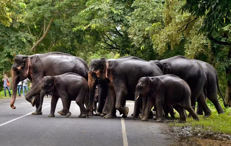 Đàn voi qua đường trong công viên quốc gia Kaziranga (Ấn Độ)