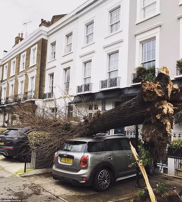 Cây đổ ở London, Anh